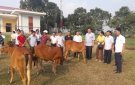 MTTQ huyện trao bò sinh sản cho hộ nghèo năm 2019